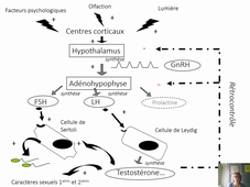 Cours Physio de la reproduction III Régulation de la production des hormones sexuelles