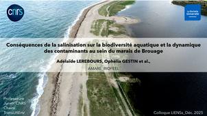Conséquences de la salinisation sur la biodiversité aquatique et la dynamique des  contaminants au sein du marais de Brouage.