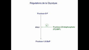 Glycolyse Régulations 2