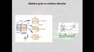 2020-2021_Chapitre1_Anatomie_fonctionnelle_SN_Partie2_Physiologie_animale2