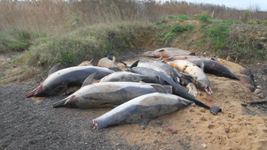 dauphins échoués services techniques