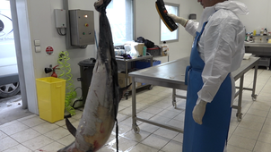 Examen Pelagis salle  2