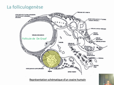 Physiologie de la reproduction cours n°2