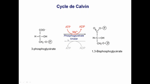 Cycle Calvin 1