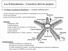 Les Echinodermes - Cours de biologie animale 1 2020_21 Gilles Radenac - LSV2 - La Rochelle Université