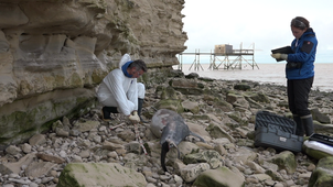 Intervention Pelagis sur un echouage 7