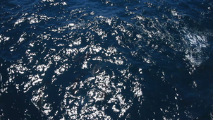Dauphins communs 1