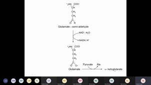 Catabolisme de l'Arginine