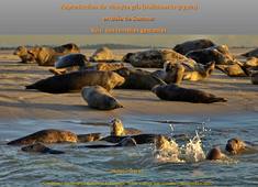 11_Reproduction du Phoque gris en baie de Somme: suivi des femelles gestantes