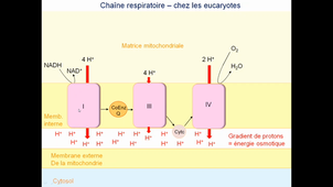 Voie des PentosesPhosphate