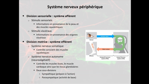 2020-2021_Chapitre1_Anatomie_fonctionnelle_SN_Partie3_Physiologie_animale2
