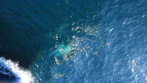 Dauphins communs - observation bateau