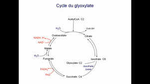 Glyoxylate