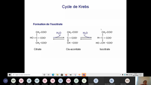 Cycle Krebs 2