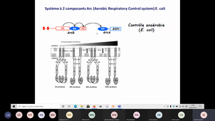 Chaine Respi Bacterienne 2