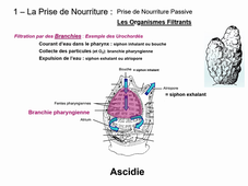 Cours d'écophysiologie : nutrition comparée #1 - G. Radenac