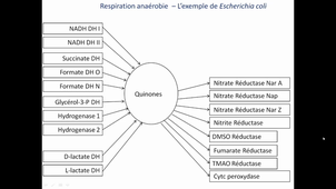 Respi Nitrates 2