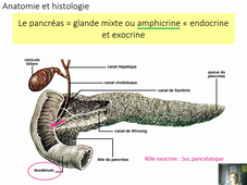 Cours n°3 Le pancréas : l'insuline et le glucagon