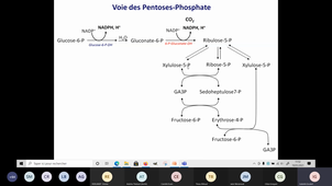 Ctabolisme des sucres Suite