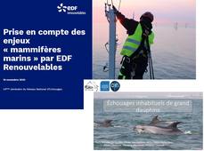 8_Enjeux mammifères marins et filière éolien en mer. 8b_Échouages inhabituels de grand dauphins