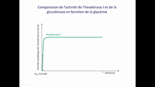 Isoformes de l'Hexokinase