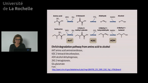 29 Protids degradation 2