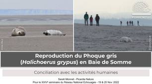 20_Reproduction du Phoque gris en baie de Somme : conciliation avec les activités humaines