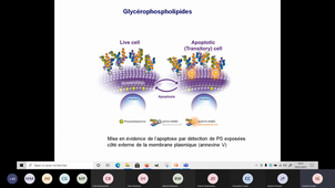 Fluidité membranes