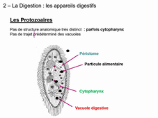 Cours Ecophysiologie - Nutrition comparée #2