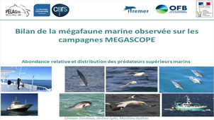Bilan de la mégafaune marine observée sur les campagnes MEGASCOPE