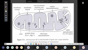 Mitochondries 2