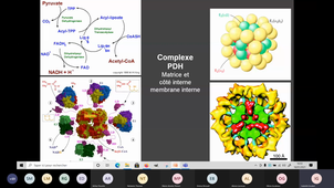 Composition Matrice mitochondriale