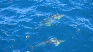 Dauphins communs 3