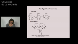 14 Carbohydrates Polysaccharides