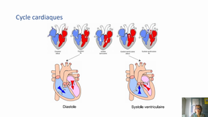 Cours Physiologie de l'effort - la fonction cardiaque - cours n°2