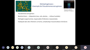 Présentation Pseudomonas aeruginosa