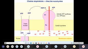 ATP Synthase UCP