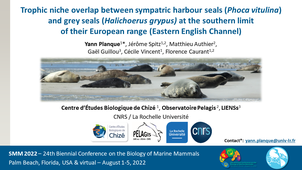 SMM2022 (conference video): Trophic niche overlap between sympatric harbour seals (Phoca vitulina) and grey seals (Halichoerus grypus) at the southern limit of their European range (Eastern English Channel)