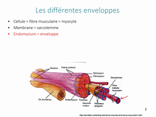 Cours Physiologie Animale Le muscle Partie 2.1