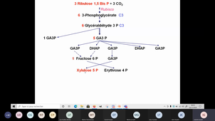 Cycle Calvin 2