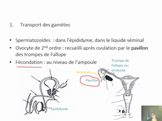 Cours Physio de la reproduction IV La fécondation