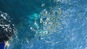 Dauphins communs - observation bateau 4