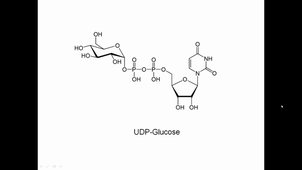 Entrée Galactose Fructose ds Glycolyse