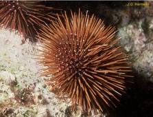 Les Echinodermes - Cours de biologie animale 1 2020_21 Gilles Radenac - LSV2 - La Rochelle Université