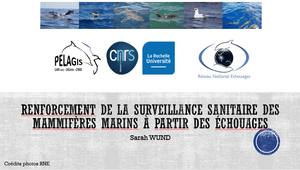 3_Renforcement de la surveillance sanitaire sur les Mammifères marins
