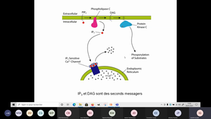 Signalisation PLC et IP3