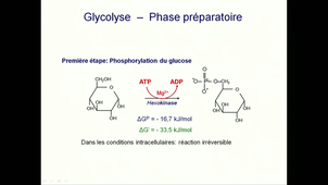 SCIENCES_AMPHI400_20201023-092914_S1R1.mp4