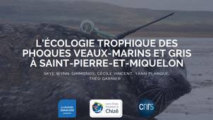 13_Écologie des phoques à Saint-Pierre et Miquelon