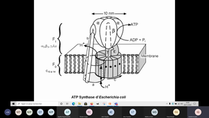 ATP Synthase