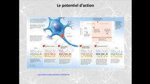 2020-2021_Chapitre2_composition_et_developpement_SN_Partie1_Physiologie_animale2